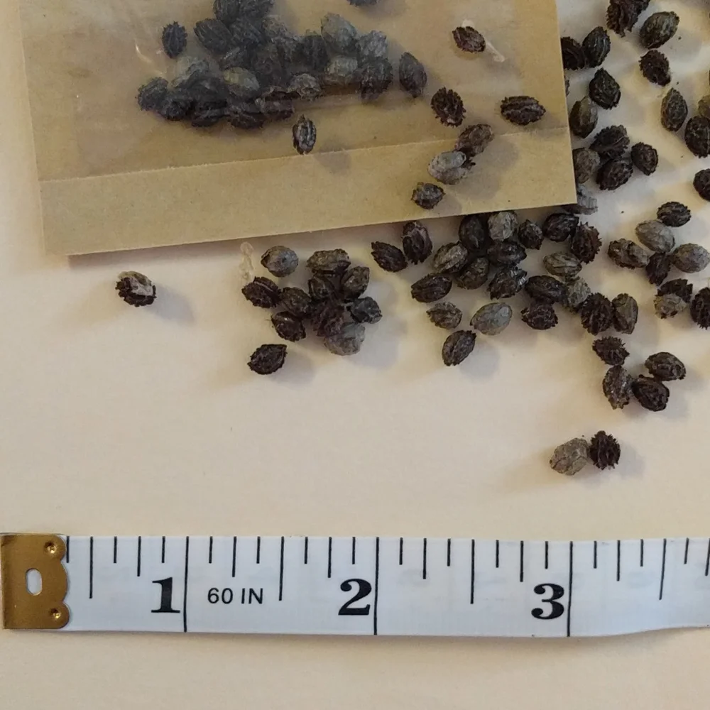 Papaya Seeds - Picture 5 of 5